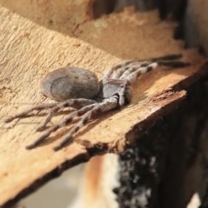 Neosparassus calligaster at Greenway, ACT - 29 Jul 2020