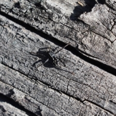 Nyssus coloripes (Spotted Ground Swift Spider) at Weetangera, ACT - 29 Jul 2020 by Tammy