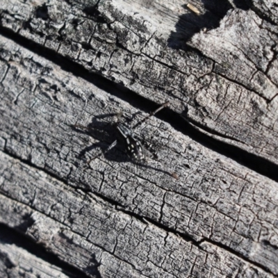 Nyssus coloripes (Spotted Ground Swift Spider) at The Pinnacle - 29 Jul 2020 by Tammy