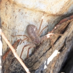 Isopeda canberrana (Canberra Huntsman Spider) at Greenway, ACT - 29 Jul 2020 by AlisonMilton