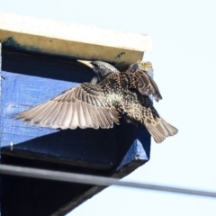 Sturnus vulgaris (Common Starling) at Higgins, ACT - 27 Jul 2020 by AlisonMilton