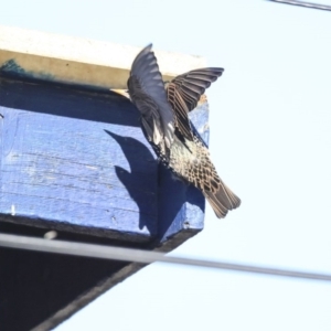 Sturnus vulgaris at Higgins, ACT - 28 Jul 2020