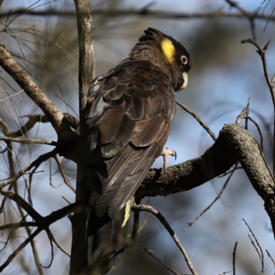 Zanda funerea (Yellow-tailed Black-Cockatoo) at Majura, ACT - 15 Jul 2020 by jbromilow50