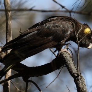 Zanda funerea at Majura, ACT - 15 Jul 2020