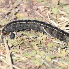 Apina callisto (Pasture Day Moth) at Higgins, ACT - 21 Jul 2020 by AlisonMilton