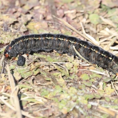 Apina callisto (Pasture Day Moth) at Higgins, ACT - 21 Jul 2020 by AlisonMilton