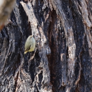 Acanthiza reguloides at Weetangera, ACT - 29 Jul 2020