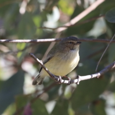 Smicrornis brevirostris (Weebill) at Higgins, ACT - 21 Jul 2020 by AlisonMilton