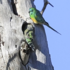 Psephotus haematonotus (Red-rumped Parrot) at Fyshwick, ACT - 20 Jul 2020 by AlisonMilton