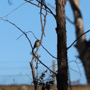 Pachycephala rufiventris at Weetangera, ACT - 29 Jul 2020