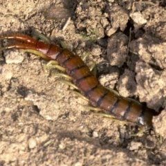 Cormocephalus aurantiipes (Orange-legged Centipede) at Mulligans Flat - 28 May 2018 by jbromilow50