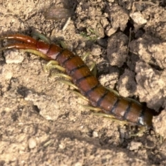 Cormocephalus aurantiipes (Orange-legged Centipede) at Forde, ACT - 28 May 2018 by jb2602