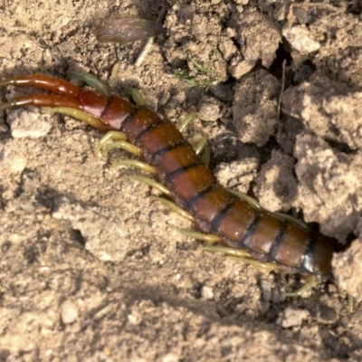 Cormocephalus aurantiipes (Orange-legged Centipede) at Forde, ACT - 28 May 2018 by jb2602