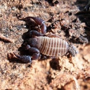 Conicochernes sp. (genus) at Macquarie, ACT - 4 May 2020 11:49 PM