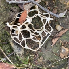 Ileodictyon gracile (Smooth Cage) at Burra, NSW - 29 Jul 2020 by Safarigirl