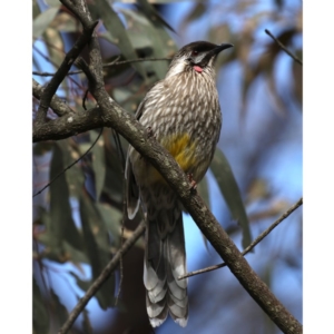 Anthochaera carunculata at Majura, ACT - 15 Jul 2020