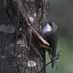 Cormobates leucophaea (White-throated Treecreeper) at Majura, ACT - 15 Jul 2020 by jbromilow50