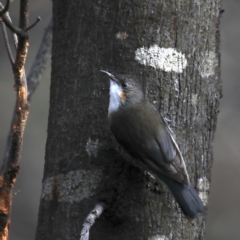 Cormobates leucophaea at Majura, ACT - 15 Jul 2020 12:42 PM