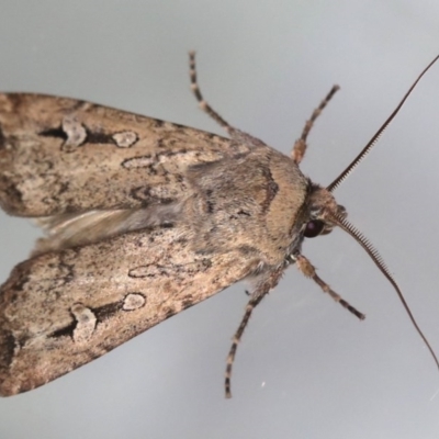 Agrotis infusa (Bogong Moth, Common Cutworm) at Ainslie, ACT - 15 Jul 2020 by jbromilow50