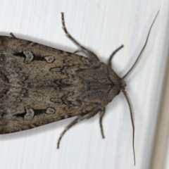 Agrotis infusa at Ainslie, ACT - 15 Jul 2020 07:42 PM