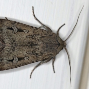 Agrotis infusa at Ainslie, ACT - 15 Jul 2020