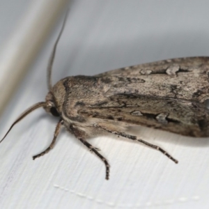 Agrotis infusa at Ainslie, ACT - 15 Jul 2020 07:42 PM