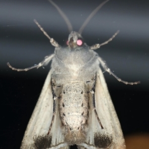 Agrotis infusa at Ainslie, ACT - 15 Jul 2020