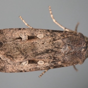 Agrotis infusa at Ainslie, ACT - 15 Jul 2020 06:54 PM