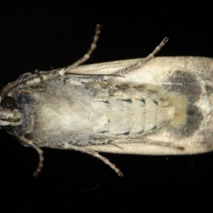 Agrotis infusa at Ainslie, ACT - 15 Jul 2020