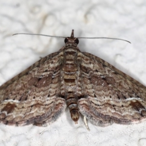 Chloroclystis filata at Ainslie, ACT - 15 Jul 2020