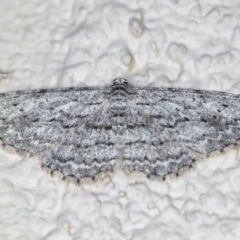 Phelotis cognata (Long-fringed Bark Moth) at Ainslie, ACT - 15 Jul 2020 by jb2602