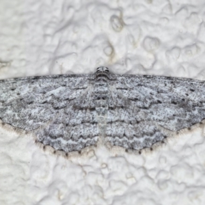 Phelotis cognata at Ainslie, ACT - 15 Jul 2020