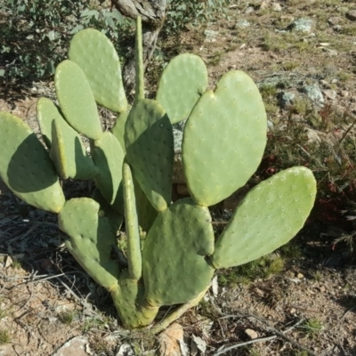 Opuntia ficus-indica (Indian Fig, Spineless Cactus) at O'Malley, ACT - 29 Jul 2020 by Mike