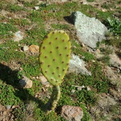 Opuntia stricta (Common Prickly Pear) at O'Malley, ACT - 29 Jul 2020 by Mike