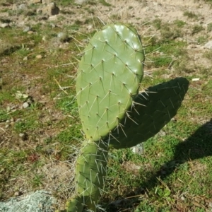 Opuntia sp. at O'Malley, ACT - 29 Jul 2020 06:27 PM