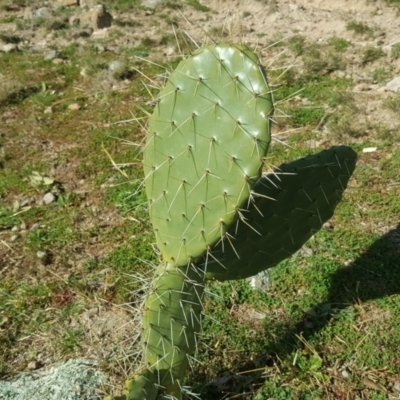 Opuntia sp. (Prickly Pear) at Scrivener Hill - 29 Jul 2020 by Mike