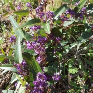 Hardenbergia violacea at O'Malley, ACT - 29 Jul 2020 06:12 PM