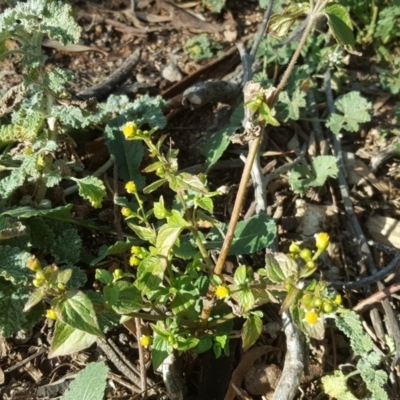 Galinsoga parviflora (Potato Weed) at O'Malley, ACT - 29 Jul 2020 by Mike