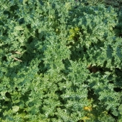 Silybum marianum (Variegated Thistle) at O'Malley, ACT - 29 Jul 2020 by Mike