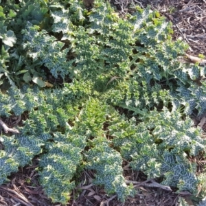 Silybum marianum at O'Malley, ACT - 29 Jul 2020