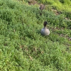 Chenonetta jubata (Australian Wood Duck) at Moss Vale, NSW - 29 Jul 2020 by KarenG