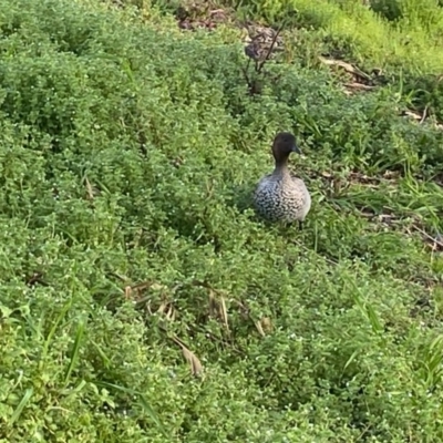 Chenonetta jubata (Australian Wood Duck) at Moss Vale, NSW - 29 Jul 2020 by KarenG