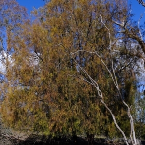 Exocarpos cupressiformis at Aranda, ACT - 30 Jul 2020