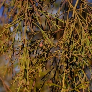 Exocarpos cupressiformis at Aranda, ACT - 30 Jul 2020