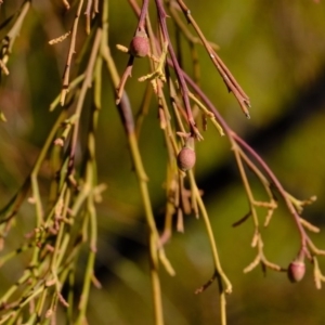 Exocarpos cupressiformis at Aranda, ACT - 30 Jul 2020