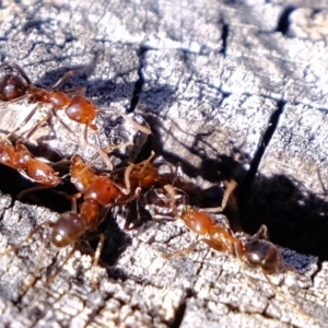 Papyrius nitidus at Holt, ACT - suppressed