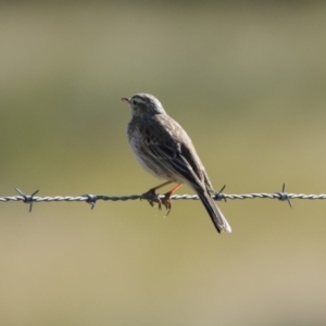 Anthus australis at Paddys River, ACT - 29 Jul 2020