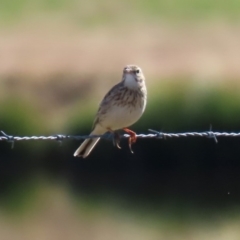 Anthus australis at Paddys River, ACT - 29 Jul 2020