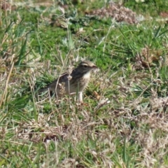 Anthus australis at Paddys River, ACT - 29 Jul 2020 12:00 PM