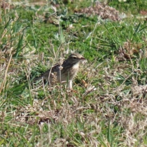 Anthus australis at Paddys River, ACT - 29 Jul 2020 12:00 PM